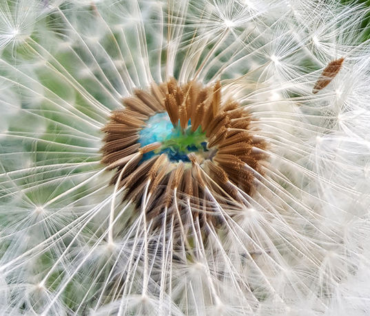 tarassaco vita volare lontano vento natura metafora