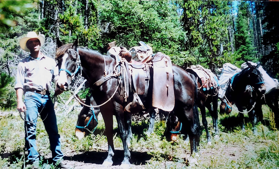 Mule packing, Bob Marshall Wilderness.