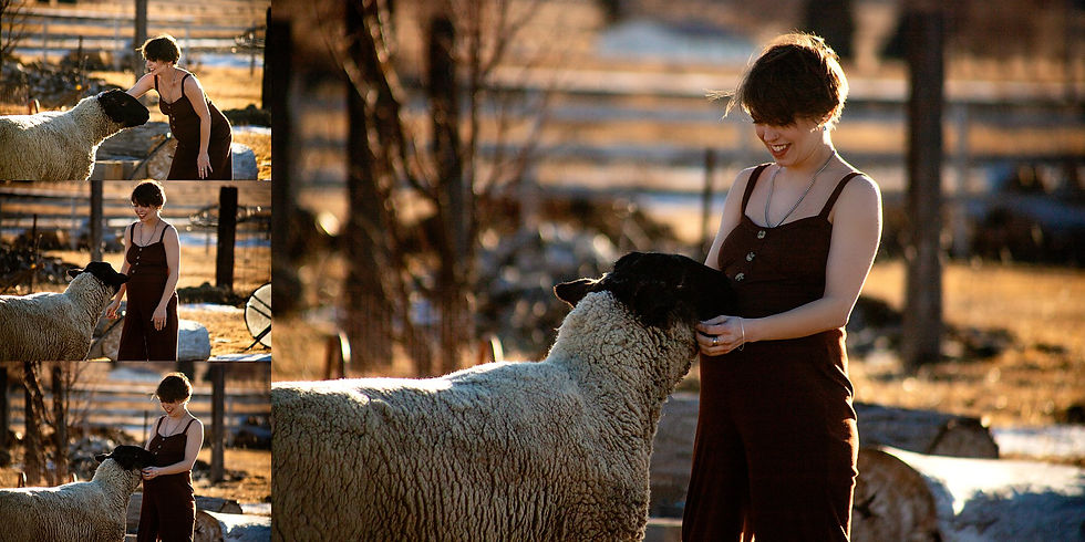 Billings area maternity photo with sheep