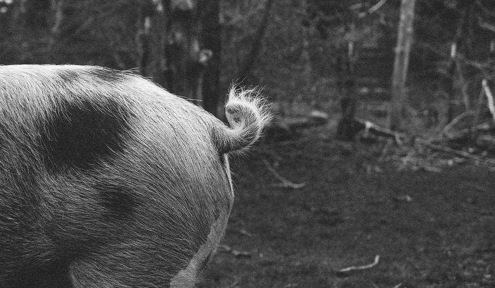 curlytail-min.png
