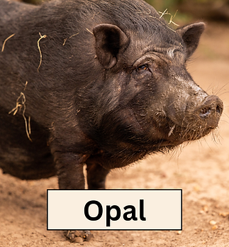 Opal.png