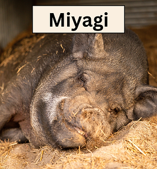 Miyagi.png