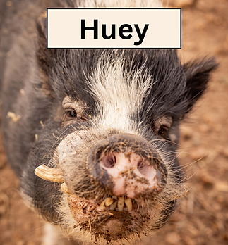 Huey.png