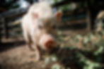 Austin Farm Sanctuary (June 28)-084