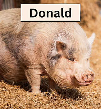 Donald.png