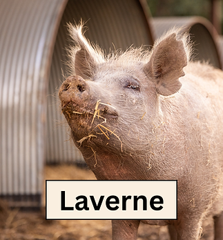 Laverne.png