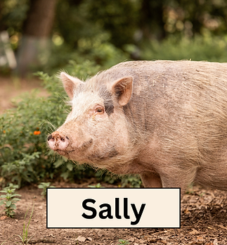 Sally.png