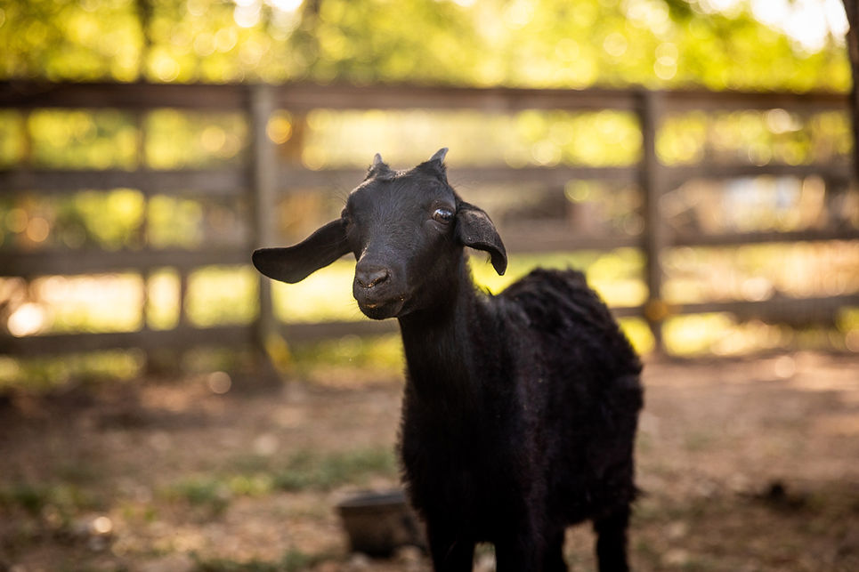 Ciara Austin Farm Sanctuary August 2021-052.jpg