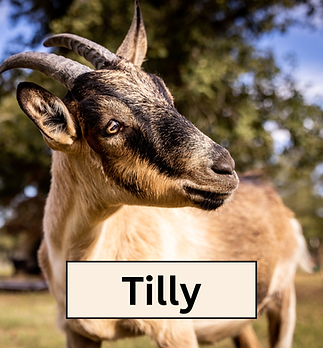 Tilly Headshot.png
