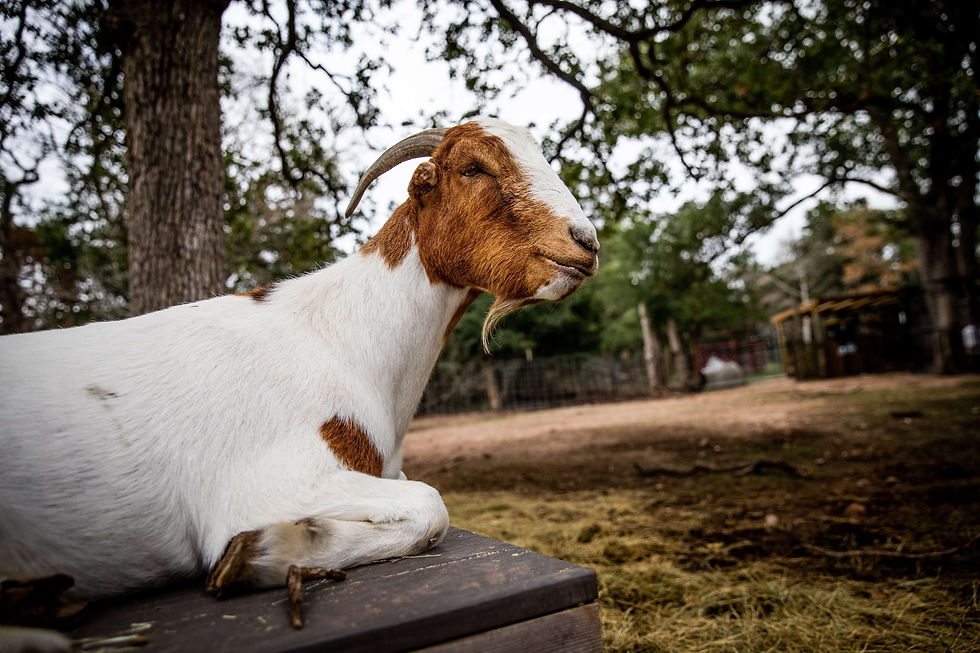 Austin Farm Sanctuary (June 28)-093