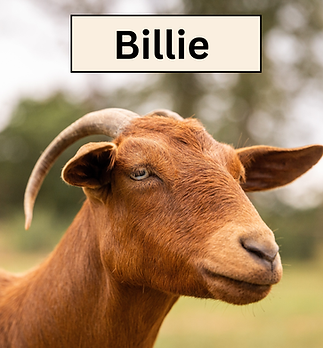 Billie Headshot.png