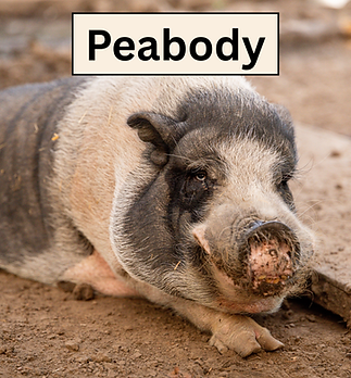 Peabody.png