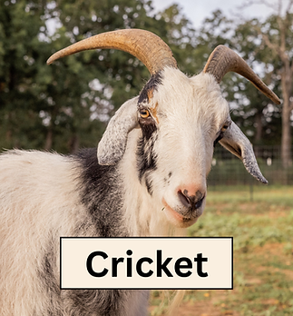Cricket Headshot.png