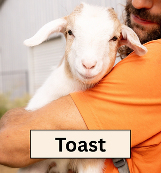 Toast Headshot.png