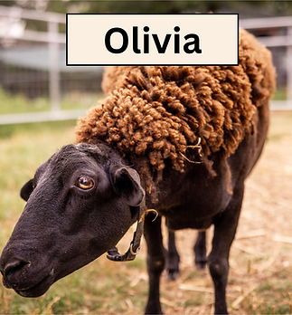 Olivia Headshot.png
