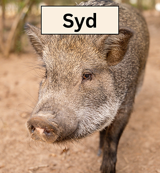 Syd.png