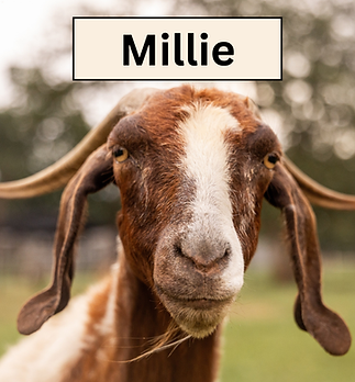 MIllie Headshot.png