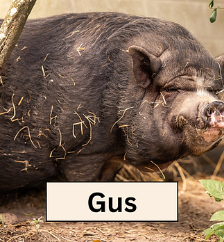Gus.png