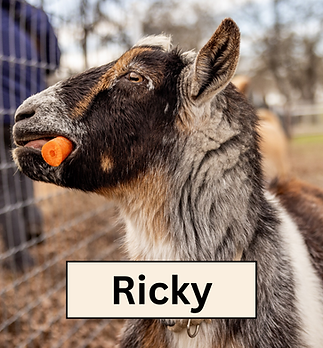 RickyHeadshot