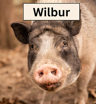 Wilbur.png