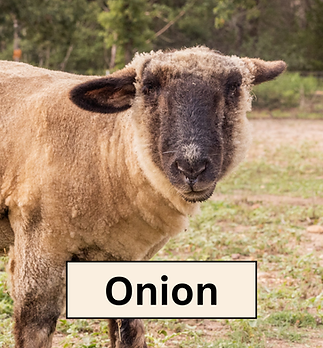 Onion Headshot.png