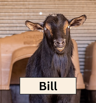 Bill Headshot.png
