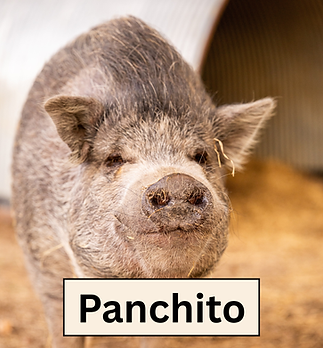 Panchito.png