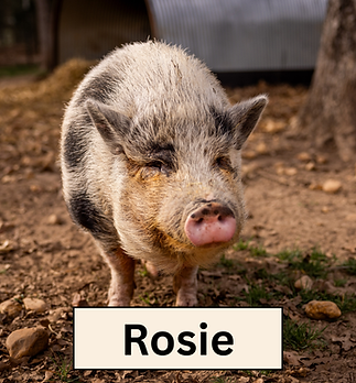 Rosie.png