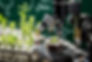 Plant Biology.jpeg