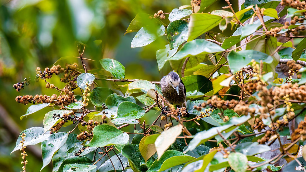 White-faced Starling-2