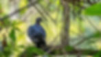 Sri Lanka Wood Pigeon-1