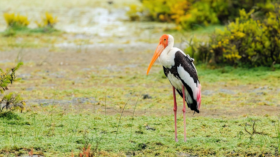 Painted Stork-4