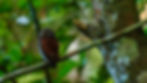 Chestnut-backed Owlet-6