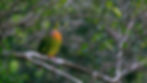 Orange-breasted Green Pigeon-8