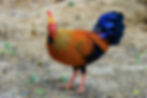 Sri Lanka Junglefowl-9