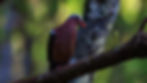 Emerald Dove-15
