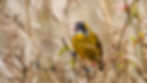 Yellow-eared Bulbul-3