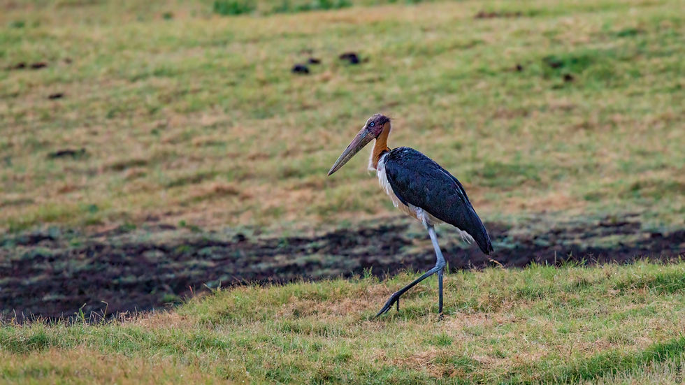 Lesser Adjutant-3