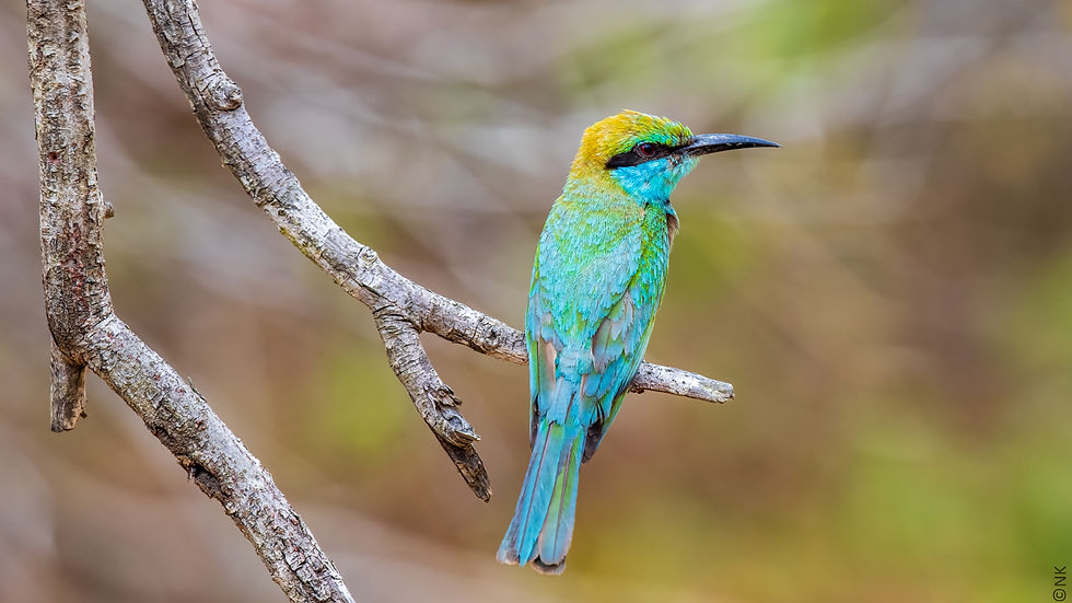 Little Green Bee-eater-18