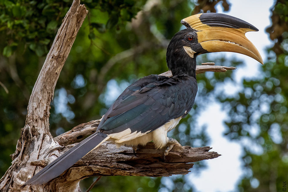 Malabar Pied Hornbill-7