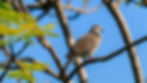 Spotted Dove-5