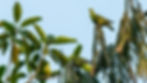 Sri Lanka Green Pigeon-1