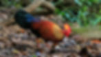 Sri Lanka Junglefowl-7