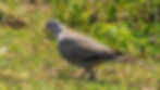 Eurasian Collared Dove-5
