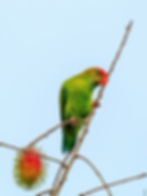 Sri Lanka Hanging Parrot-2