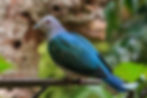 Green Imperial Pigeon-1