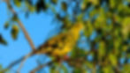 Sri Lanka Green Pigeon-7