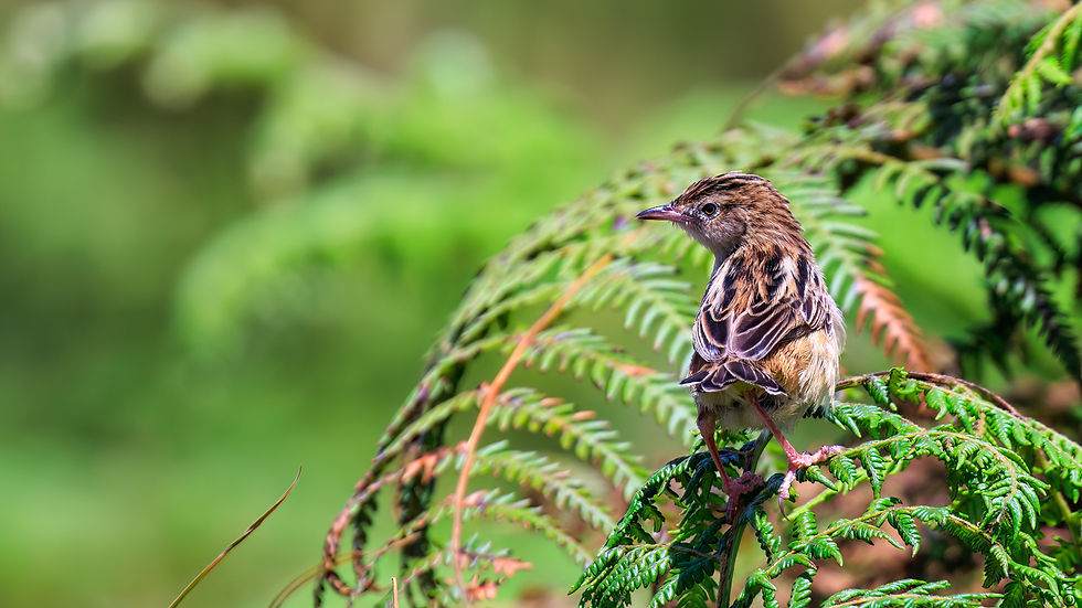 Zitting Cisticola-15