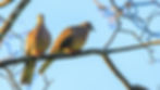 Spotted Dove-10