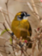 Yellow-eared Bulbul-2